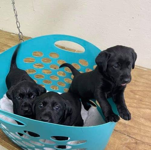 Cute Labrador retrievers puppies for sale in Londonderry, West Midlands - Image 1