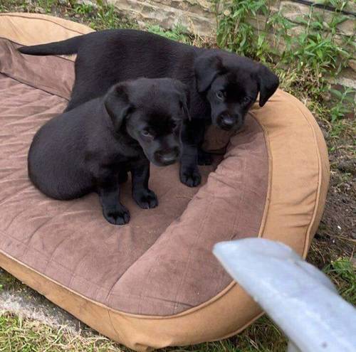 Cute Labrador retrievers puppies for sale in Londonderry, West Midlands - Image 6