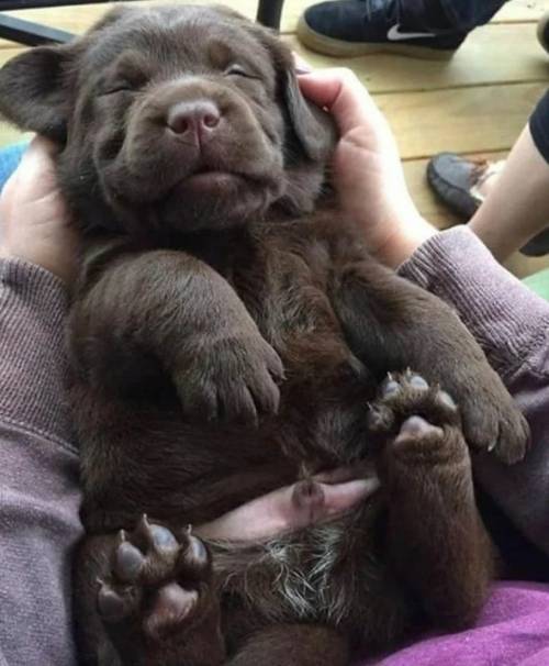 Adorable Uk registered Labrador puppies for sale in Birch, Essex - Image 4