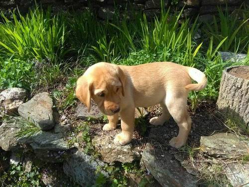 Adorable KC Reg Labrador pups Ready for sale in York, Lancashire - Image 3