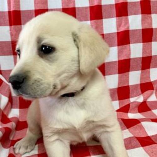 KC Registered Labrador Puppies Available Now for sale in London, City of London, Greater London - Image 4