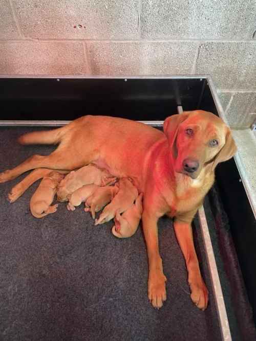 KC Reg Health Tested Fox Red Labradors for sale in Lancaster, Lancashire - Image 1