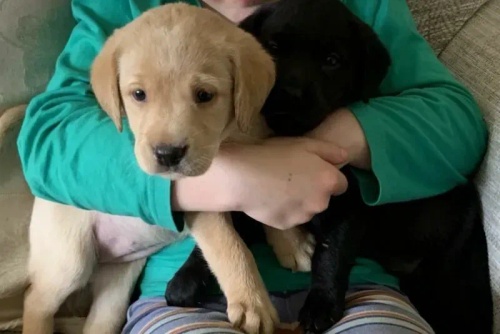 Labrador Puppies (Sire 5 gen pedigree) (7 girls, 2 boys) ready *23rd May