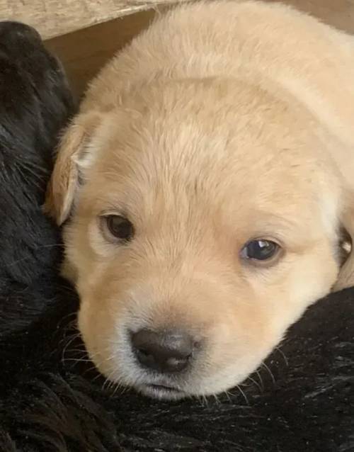 Labrador Puppies (Sire 5 gen pedigree) (7 girls, 2 boys) ready *23rd May for sale in Ipswich, Suffolk - Image 3