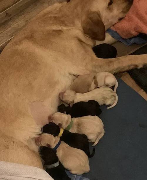 Labrador Puppies (Sire 5 gen pedigree) (7 girls, 2 boys) ready *23rd May for sale in Ipswich, Suffolk - Image 5