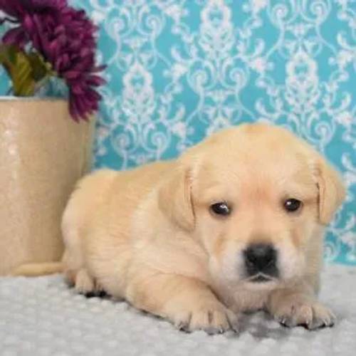 KC Labrador puppies available now. for sale in London Beach, Kent - Image 1