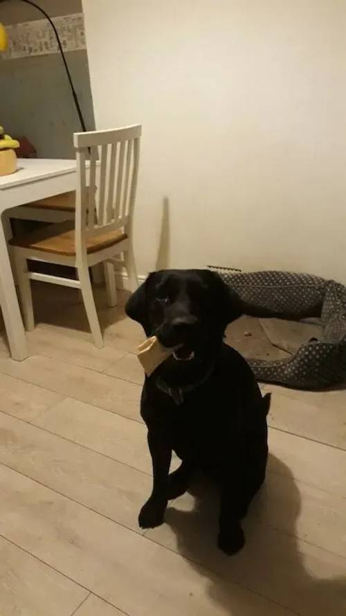 Working black lab, 18 months old for sale in Brighton, East Sussex - Image 1