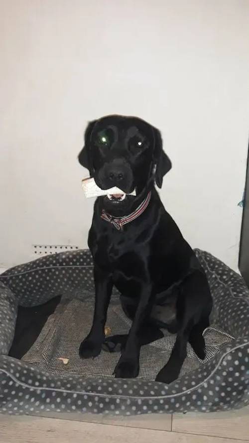 Working black lab, 18 months old for sale in Brighton, East Sussex - Image 2