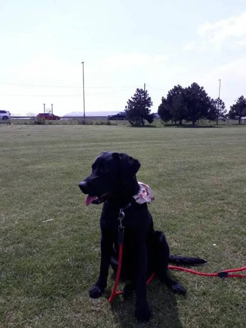 Working black lab, 18 months old for sale in Brighton, East Sussex - Image 3