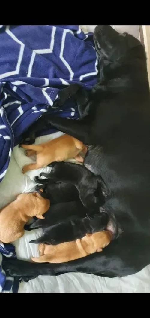 Fox Red and Black Labrador pups for sale in Crieff, Perth and Kinross - Image 4