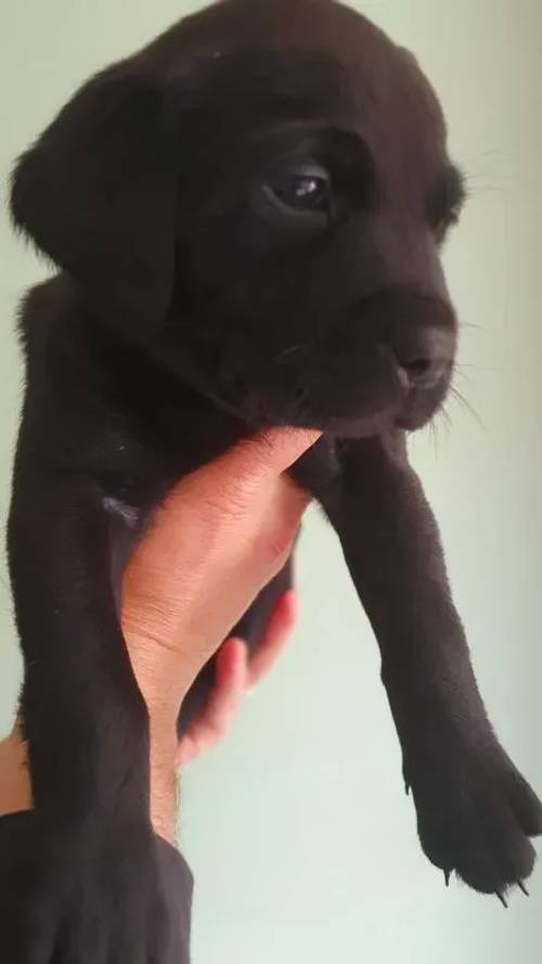 Fox Red and Black Labrador pups for sale in Crieff, Perth and Kinross - Image 7