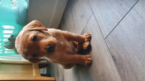 Fox Red and Black Labrador pups for sale in Crieff, Perth and Kinross - Image 5