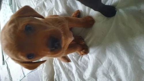 Fox Red and Black Labrador pups for sale in Crieff, Perth and Kinross - Image 11