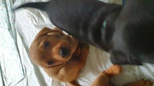 Fox Red and Black Labrador pups for sale in Crieff, Perth and Kinross - Image 12