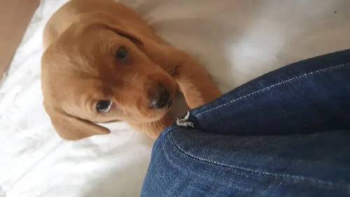 Fox Red and Black Labrador pups for sale in Crieff, Perth and Kinross - Image 9