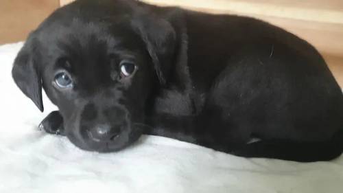 Fox Red and Black Labrador pups for sale in Crieff, Perth and Kinross - Image 8