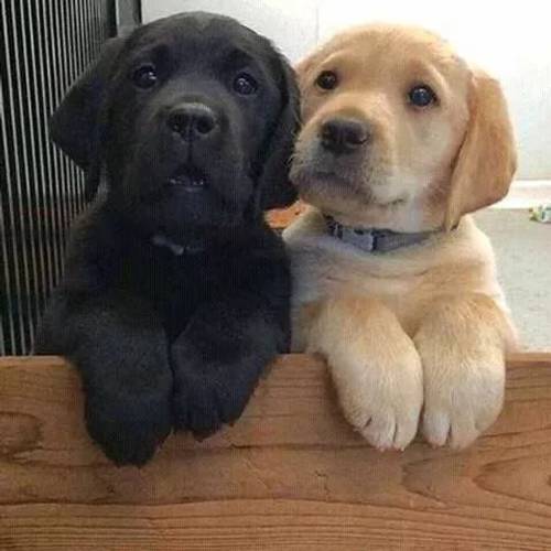 Labrador pups KC reg black and fox red READY for sale in London Colney, Hertfordshire - Image 1