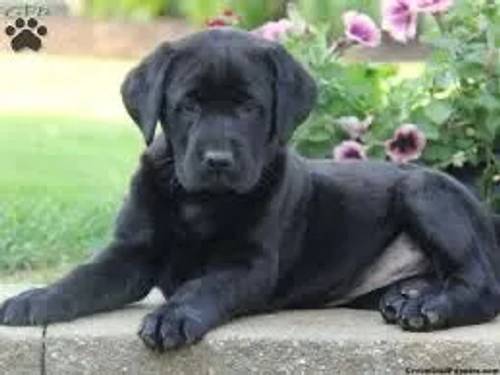 Labrador pups KC reg black and fox red READY for sale in London Colney, Hertfordshire - Image 3