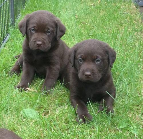 Working chocolate Labrador puppies for sale in Fillongley, Warwickshire - Image 2