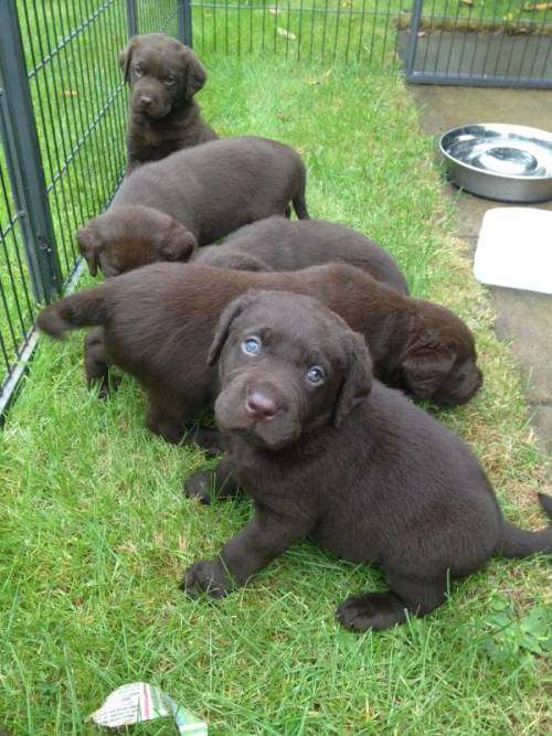 Working chocolate Labrador puppies for sale in Fillongley, Warwickshire - Image 3