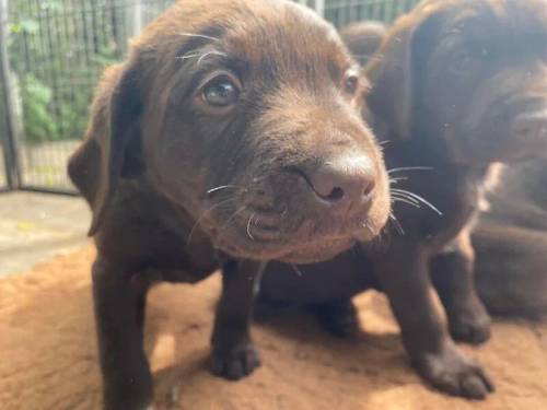 Working chocolate Labrador puppies for sale in Fillongley, Warwickshire - Image 5