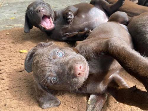 Working chocolate Labrador puppies for sale in Fillongley, Warwickshire - Image 6