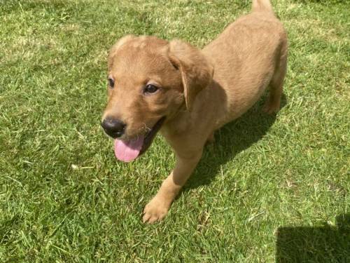 Kc fox red labradors ready now for sale in Overseal, Derbyshire - Image 1