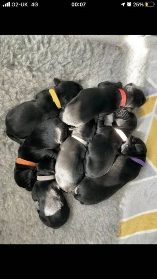 Labrador pups for sale in Glasgow City - Image 1