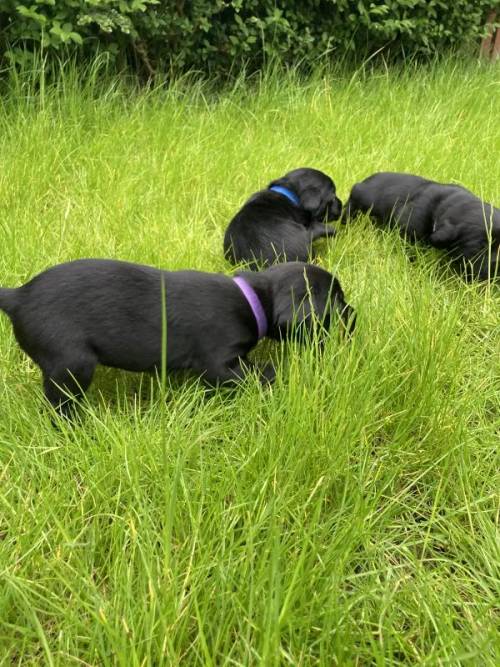 Labrador pups for sale in Glasgow City - Image 3