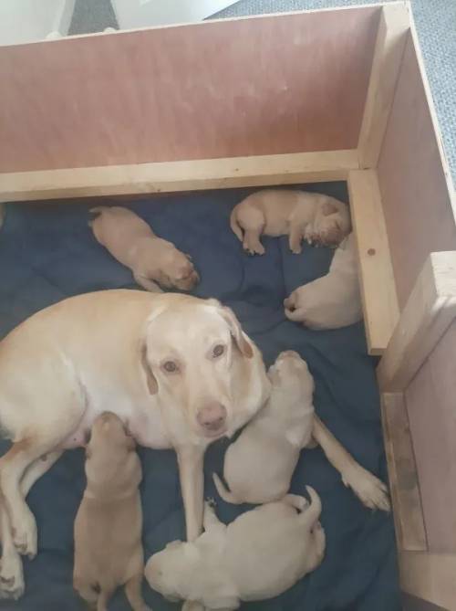 Labrador puppies for sale in Fakenham, Norfolk - Image 1