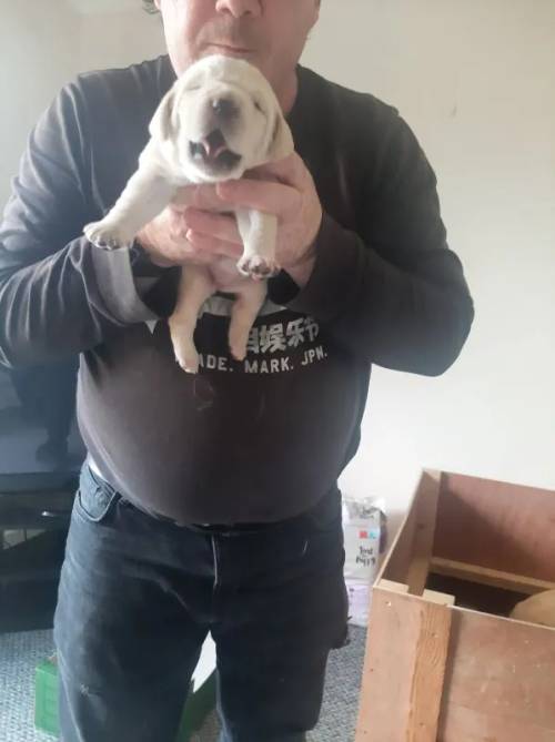 Labrador puppies for sale in Fakenham, Norfolk - Image 3