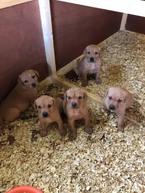 Fox red labradors for sale in Preston, Lancashire - Image 3