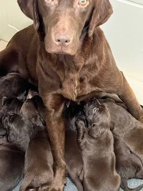 Kc registered chocolate labrador puppies for sale in Sheffield, South Yorkshire - Image 2