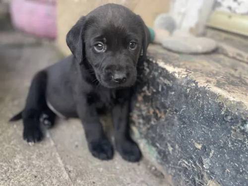 Kennel reg Labrador puppies for sale in Blackwood/Coed Duon, Caerphilly - Image 1