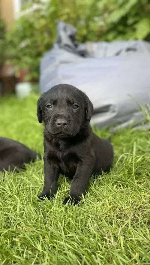 Kennel reg Labrador puppies for sale in Blackwood/Coed Duon, Caerphilly - Image 3