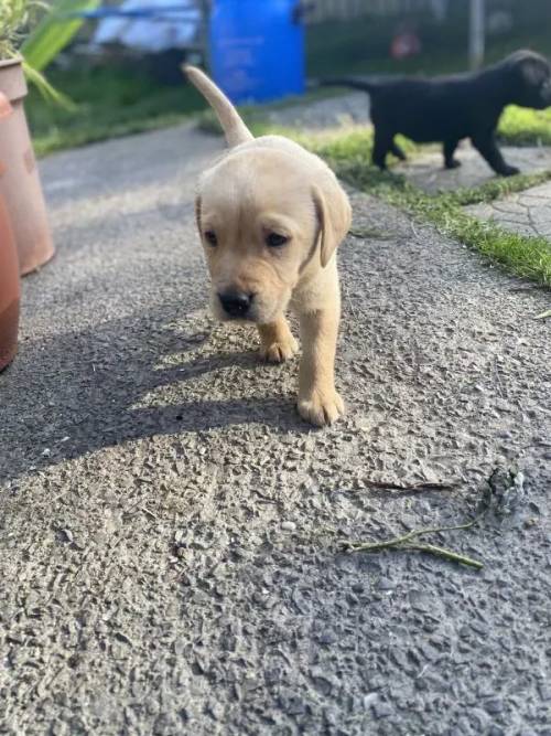 Kennel reg Labrador puppies for sale in Blackwood/Coed Duon, Caerphilly - Image 2