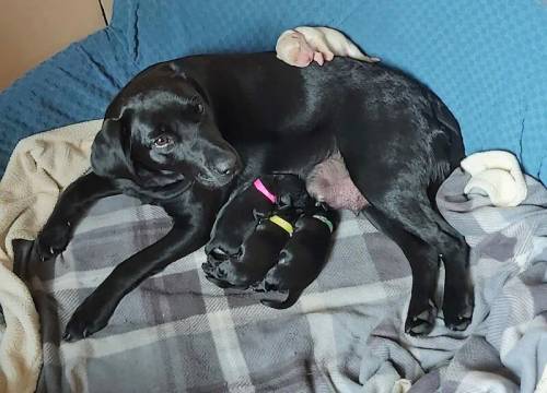 Cockador Puppies ready for a new loving home for sale in Studley, Warwickshire - Image 1