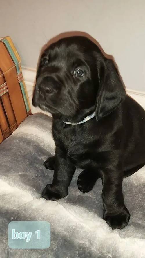 Cockador Puppies ready for a new loving home for sale in Studley, Warwickshire - Image 2