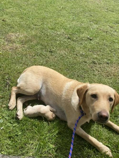 Stunning Labrador pups for sale only 2 left. Girl and boy for sale in Walsden, West Yorkshire - Image 2