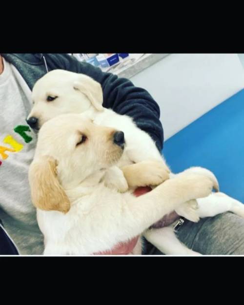 Stunning Labrador pups for sale only 2 left. Girl and boy for sale in Walsden, West Yorkshire - Image 3