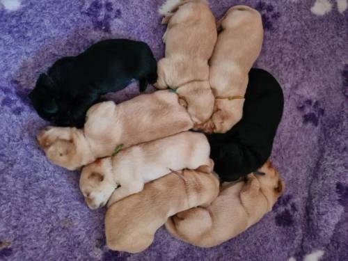 Yellow & black Labrador Retriever Puppies for sale in Felixstowe, Suffolk - Image 3