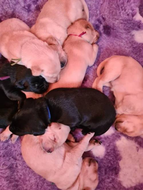 Yellow & black Labrador Retriever Puppies for sale in Felixstowe, Suffolk - Image 2