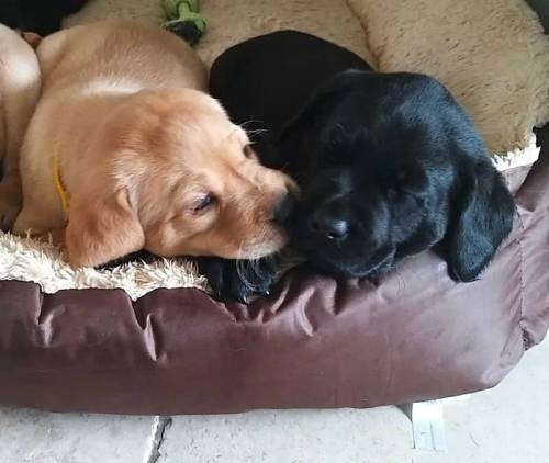 Exceptional KC Reg Health Tested Labrador Retriever Puppies for sale in Doncaster, South Yorkshire - Image 1