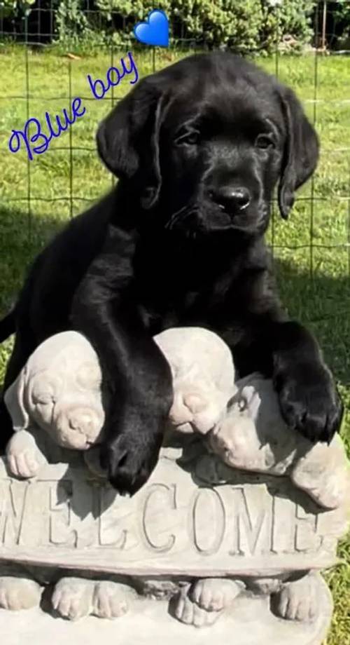 Exceptional KC Reg Health Tested Labrador Retriever Puppies for sale in Doncaster, South Yorkshire - Image 2