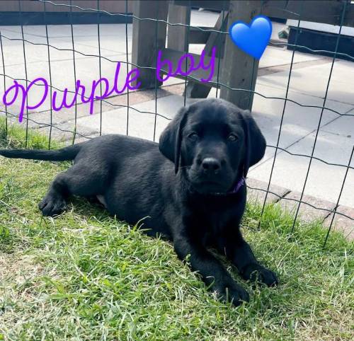 Exceptional KC Reg Health Tested Labrador Retriever Puppies for sale in Doncaster, South Yorkshire - Image 3