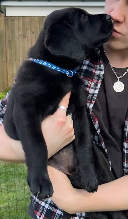 Exceptional KC Reg Health Tested Labrador Retriever Puppies for sale in Doncaster, South Yorkshire - Image 5