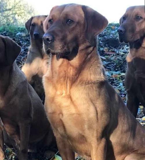 Exceptional KC Reg Health Tested Labrador Retriever Puppies for sale in Doncaster, South Yorkshire - Image 6