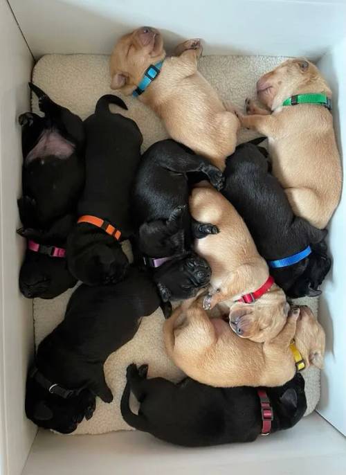 Exceptional KC Reg Health Tested Labrador Retriever Puppies for sale in Doncaster, South Yorkshire - Image 9