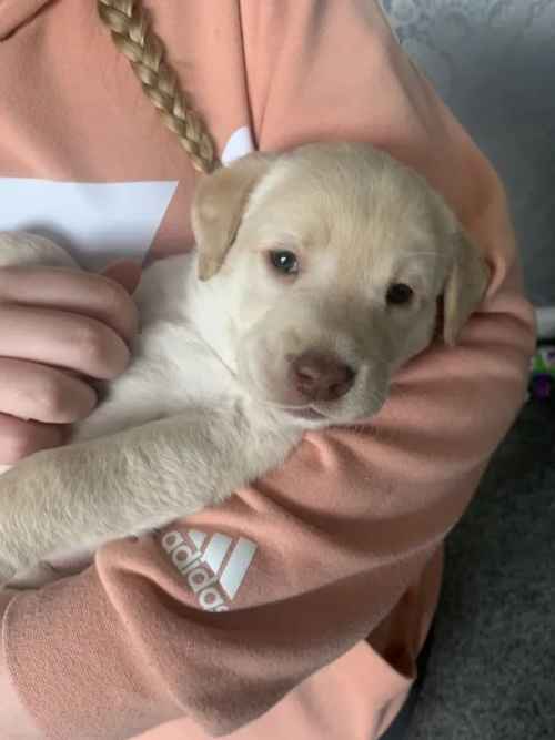 6x Labrador puppies for sale in Wakefield, West Yorkshire - Image 1