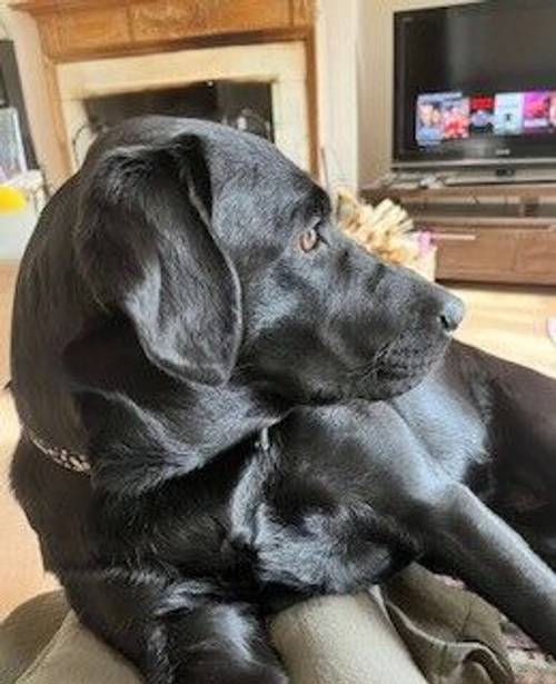 Beautiful Labrador Puppies Born 4th July for sale in Southampton, Hampshire - Image 1